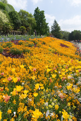 Insel Mainau im Frühling: buntes Blumenbeet mit Tulpen und Mohn - gelb, orange, rot