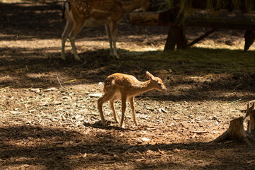 Little young deer walks in a park