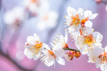 白梅の花