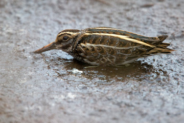 Jack Snipe (Lymnocrytes minimus), in 'freeze' pose, St Mary's, Isles of Scilly, England, UK.