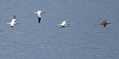 Northern Gannets (Morus bassanus) in flight over the sea off Cornwall, UK.