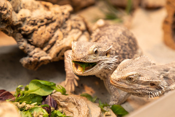 bearded dragon in a terrarium