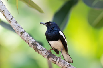 Charming bird in black and white color ,closeup..Oriental Magpie Robin  male bird perching on frangipani branch with natural blurred background,front view..