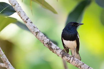 Charming bird in black and white color ,closeup..Oriental Magpie Robin  male bird perching on frangipani branch with natural blurred background,front view.
