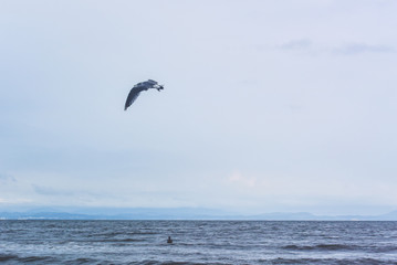 Beach and sea, Seagull, shore line