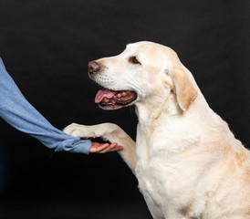 labrador dog in a studio with black background