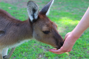 Western Gray Kangaroo feed from hand