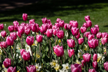Obraz premium Tulipes
