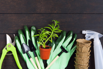Gardening still life, flat lay style. Succulent, gloves, pots, pruner and sprayer on wooden background