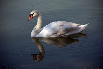 swan on lake