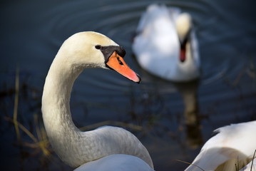 swan on lake
