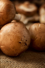 Mushrooms close up