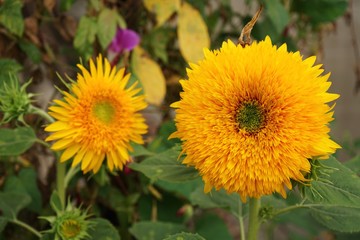 Yellow sunflower at backyard ornamental garden