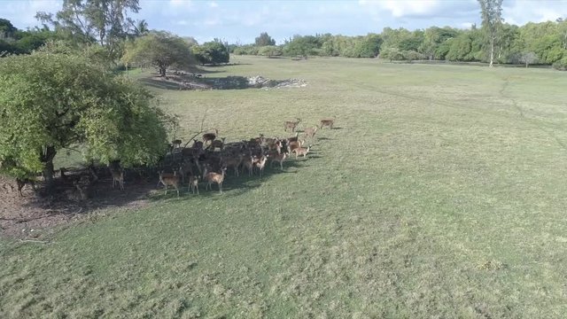 Arial shot of dear running in the wild.