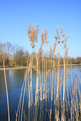 Seegras am Teich vor Wald und blauem Himmel
