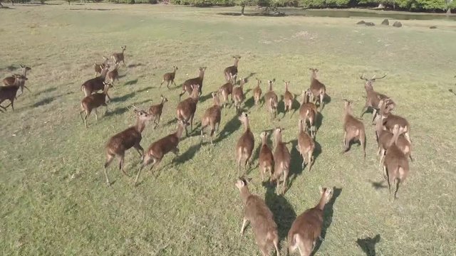 Drone footage of dear running in the nature