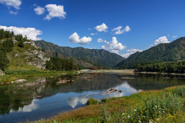 Naklejka na ściany i meble Katun river in Altai flows between the mountains covered with greenery