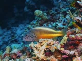 Naklejka na ściany i meble The amazing and mysterious underwater world of Indonesia, North Sulawesi, Bunaken Island, grouper