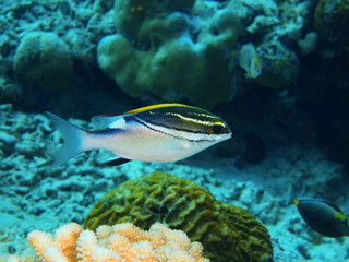 The amazing and mysterious underwater world of Indonesia, North Sulawesi, Bunaken Island, coral fish