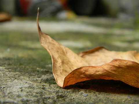 dead leaf