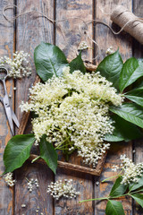 Elderflower blossom flower in wooden background. Edible elderberry flowers add flavour and aroma to drink and dessert.