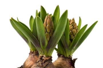 Obraz premium Hyazinthen