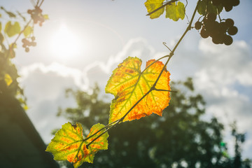 Obraz premium Yellow grapes leaves in the sun beams. Autumn day on farm yard. Harvest time. Nature photo.