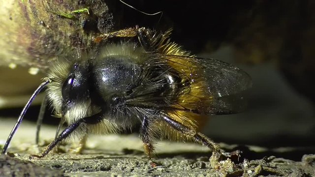 Geh&ouml;rnte Mauerbiene (Osmia cornuta)