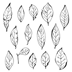 Bay leaves vector set, herbs illustration