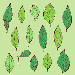 Bay leaf set, vector herbs collection