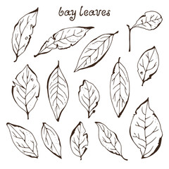 Bay leaves vector collection, culinary herbs set isolated on white background