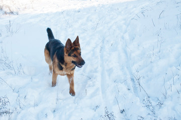 German Shepherd puppy running on white snow