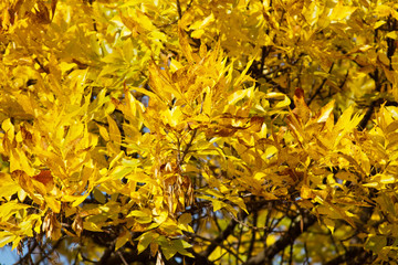 yellow autumn leaves