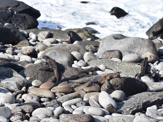 Group of male marine iguana Amblyrhynchus cristatus in green and red mating colors laying on rocks during breeding season