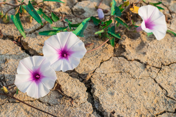 Closeup beautiful flowers of Morning glory, Swamp morning glory, Thai water convolvulus, Water...