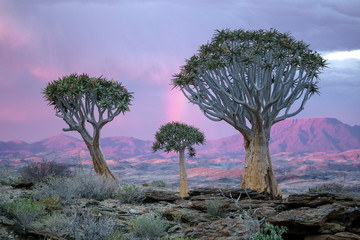 A rainbow behind three quivetrees in namibia.