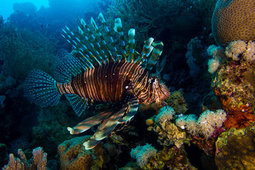 Fototapeta na wymiar Lionfish in the red sea in egypt