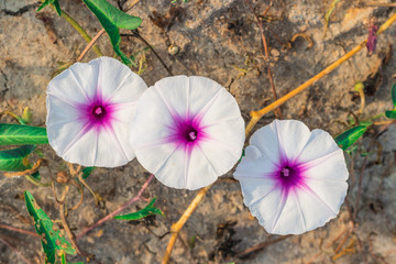 Closeup beautiful flowers of Morning glory, Swamp morning glory, Thai water convolvulus, Water...