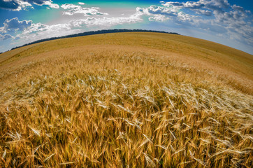 Barley field under cloudy blue sky in Ukraine