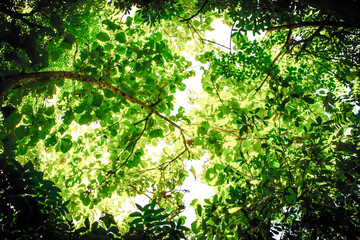 Fototapeta na wymiar Under the shade of various trees and leaves in the jungle on gap space that is the sky and sun shines