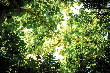 Under the shade of various trees and leaves in the jungle on gap space that is the sky and sun shines