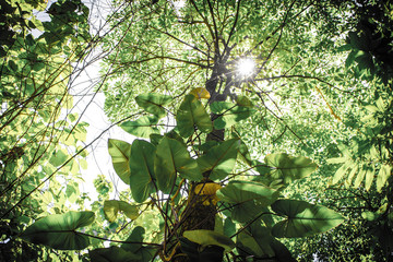 Philodendron are growing and creeping up the big tree in the tropical forest of Thailand