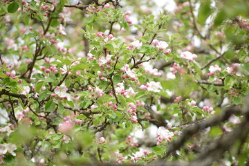 blooming apple tree