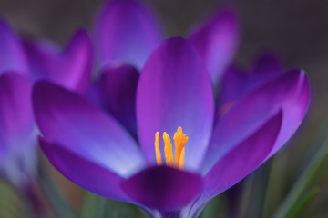 macro of one of the first spring flowers in spring garden, beautiful Crocus Iridaceae, the Iris Family