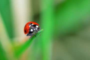 Fototapeta premium front view of Ladybug sitting on a green flower leaf, spring day, beautiful insect beetle