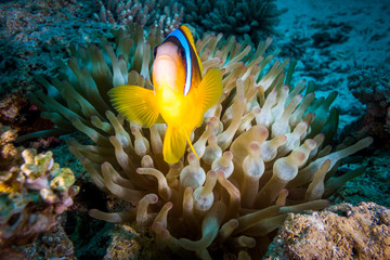 a red sea anemone fish in egypt
