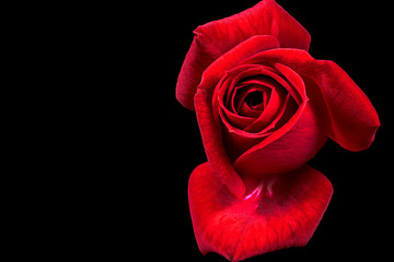 Single Red Rose Flower Isolated on Black Background