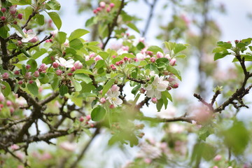 flowers garden blooming