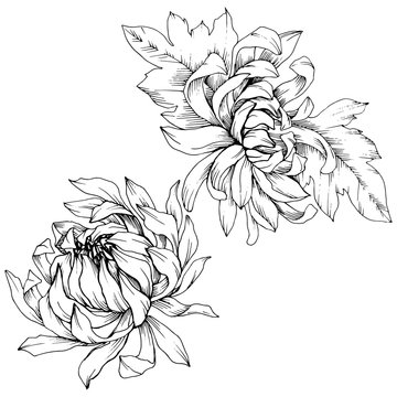 recommend clip art: Vector Chrysanthemum floral botanical flowers. Black and white engraved ink art. Isolated flower illustration element.