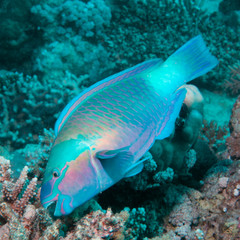 Parrotfish eating coral